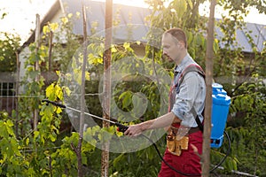 Man spraying a vineyard. Man spraying chemicals on grapes in vineyard