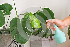 A man sprays tropical monstera water. Humidification of plants with plastic spray bottle with water.