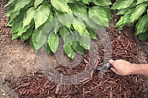 Man applying brown mulch, bark, with hand trowel around green healthy hosta plants in residential garden