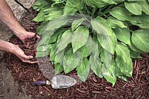 Man spreading brown mulch, bark, around green healthy hosta plants in residential garden