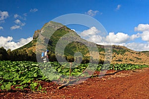 Man spreading insecticide in a pumpkins field