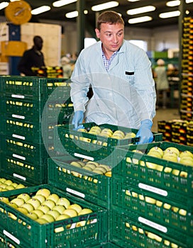 Man stacking boxes with selected apples