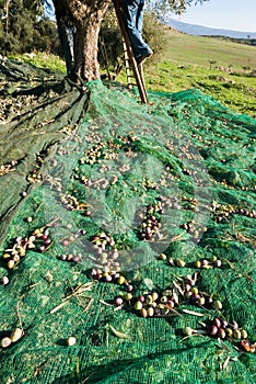 Man with stair harvesting olives on tree