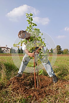 Man staking a new apricot tree