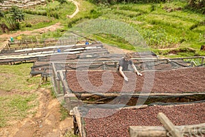 Man standing on a coffee plantation, anaerobic treatment before roasting