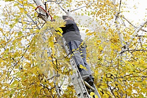 Man standing on step ladder cutting branches