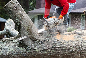 Man standing on tree limb cutting off pieces with chainsaw