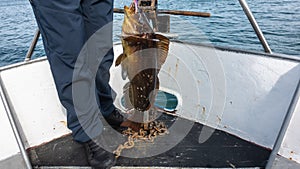 A man is standing on a yacht, holding a large sea bass