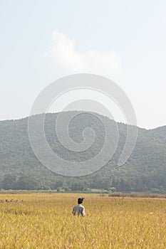 Man standing in a yellow rice field with a mountain in the background