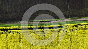 Man stands on a dirt road between field with flowering yellow rapeseed