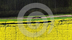 Man stands on a dirt road between field with flowering yellow rapeseed