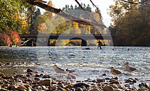 A man stands in a river fishing, seagulls in the foreground, a bridge crosses in the background