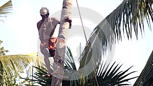 Man stands on support nicks in trunk to knock down palm tree