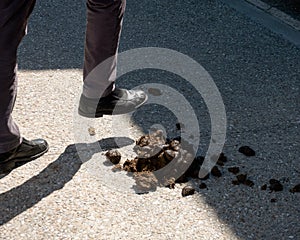 Man stepped on horse feces