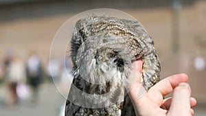 Man stoking the feathers of owl outdoors