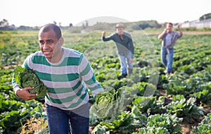 Man stole cabbage from farm field. Runs away from pursuers