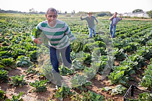 Man stole cabbage from farm field. Runs away from pursuers