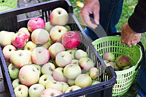 Man stores the harvested apples from basket to the fruit crate photo