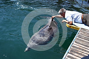 Man strokes bottlenose dolphin