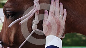 A man strokes a brown horse close-up