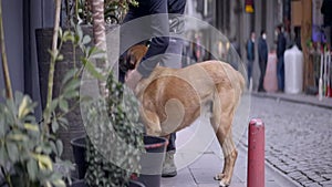 Man strokes dog on street. Action. Man playfully strokes stray dog on street. Owner of coffee shop plays with cheerful