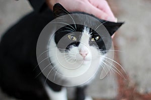 Man stroking a black and white cat on the head, close-up