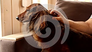 Man stroking dachshund dog on couch at home. Domestic small animal and human hand close up. Longhaired doxie shaking off