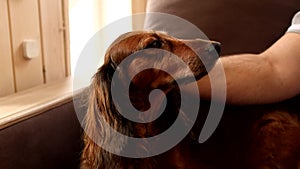Man stroking dachshund dog on couch at home. Domestic small animal and human hand close up. Longhaired doxie yawning