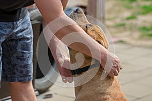 The man is stroking the dog. Boerboel