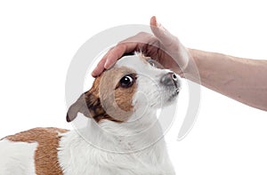 Man stroking a dog. jack russell terrier on a white background