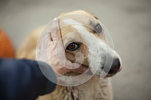 The man is stroking the dog`s head. The guy caresses the face of a homeless dog with his hand. Summer animal portrait on the