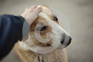 The man is stroking the dog's head. The guy caresses the face of a homeless dog with his hand. Summer animal portrait on the