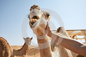 Man stroking happy camel