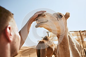 Man stroking happy camel