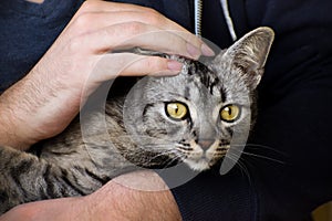 Man stroking the head of his tabby cat