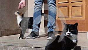 Man stroking his cat in front of door of house