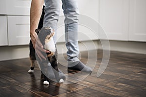 Man stroking his cute mottled cat