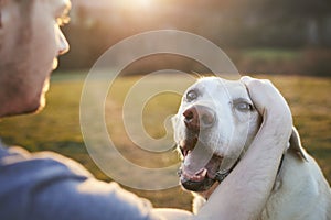 Man stroking his happy dog on meadow at sunset