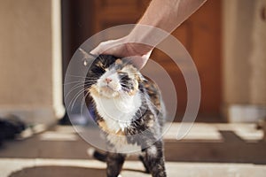 Man stroking his mottled cat