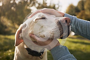 Man stroking his old dog