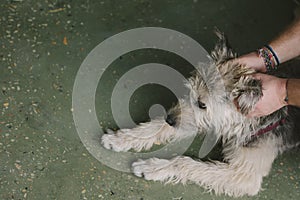 Man stroking his old dog. Loyal dog say with his owner.