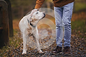 Man stroking his old dog during walk