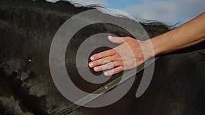 Man stroking a horse on the field