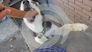 Man stroking a husky dog from the first person. slow motion video. man stroking a dog Husky. friendship man lifestyle