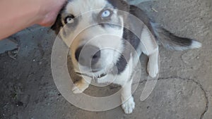 Man stroking a husky dog from the first person. slow motion video. man stroking a dog Husky. friendship man man