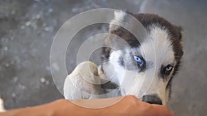 Man stroking a husky dog from the first person. slow motion video. man stroking a dog Husky. friendship man man and dog