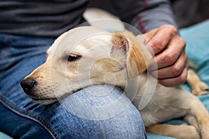 Man stroking a puppy dog on his leg, relaxing and enjoying whelp