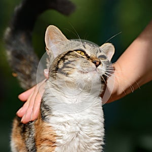 Man stroking small kitten