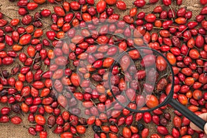 Man studies the brier seeds through a magnifying glass