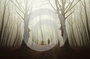 Man in surreal haunted misty woods